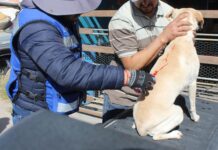 Inicia la primavera y con ella riesgo de rickettsia, cuídate de las garrapatas: Municipio