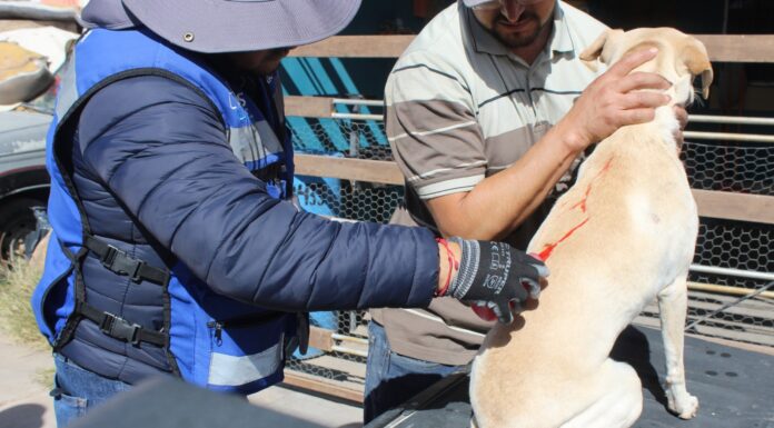 Inicia la primavera y con ella riesgo de rickettsia, cuídate de las garrapatas: Municipio