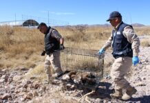 Llama Municipio a evitar el abandono de mascotas; es una falta sancionable