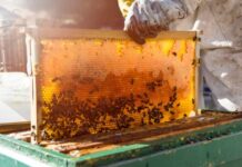 Lanzan convocatoria para acceder a apoyo de azúcar para alimentación de abejas en Chihuahua