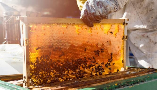 Lanzan convocatoria para acceder a apoyo de azúcar para alimentación de abejas en Chihuahua