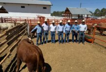 Disponible apoyo para mejoramiento genético bovino con inseminación artificial en Chihuahua