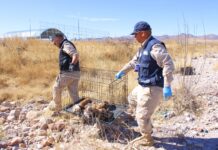 Refuerza Municipio la atención y prevención del abandono animal en el Día Internacional de los Animales Callejeros