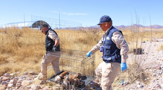 Refuerza Municipio la atención y prevención del abandono animal en el Día Internacional de los Animales Callejeros