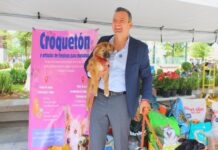 Apoya a perros y gatos vulnerables: invita Municipio al “Croquetón”