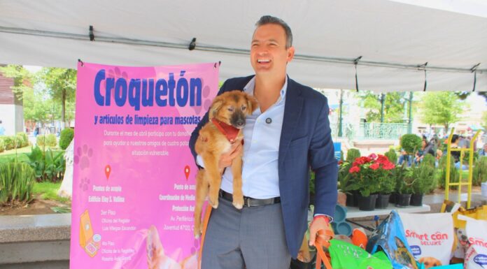 Apoya a perros y gatos vulnerables: invita Municipio al “Croquetón”