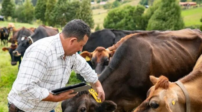Desmiente SAGARPA a Álvaro Bustillos; no hay reapertura de exportación de ganado a EU