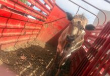 Asegura Unidad de Robo de Ganado vaca robada en rastro de Carichí