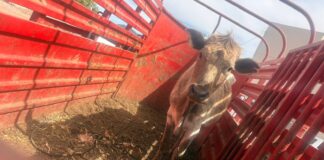 Asegura Unidad de Robo de Ganado vaca robada en rastro de Carichí