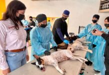 Realiza diputada Jael Argüelles 200 esterilizaciones en Palo Chino