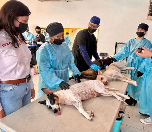 Realiza diputada Jael Argüelles 200 esterilizaciones en Palo Chino