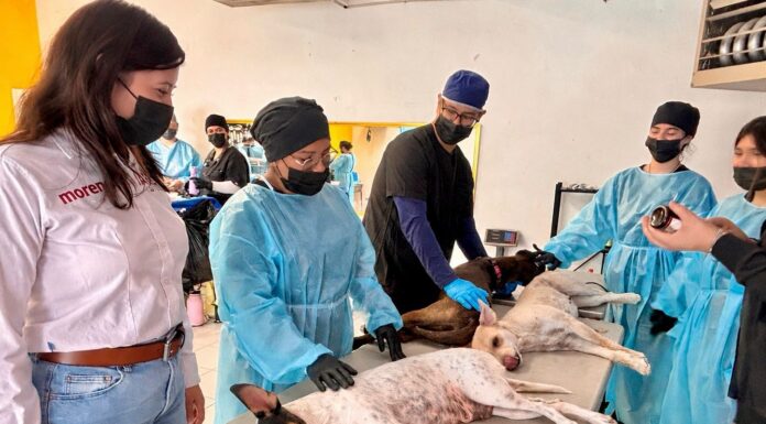 Realiza diputada Jael Argüelles 200 esterilizaciones en Palo Chino