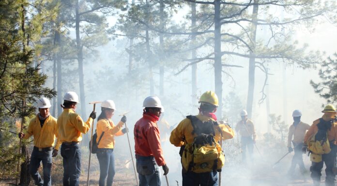 Han sido liquidados 184 incendios forestales en lo que va del año