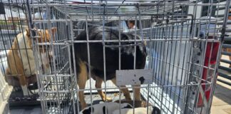 Aseguró FGE Norte 43 animales en situación de maltrato en Cd. Juárez