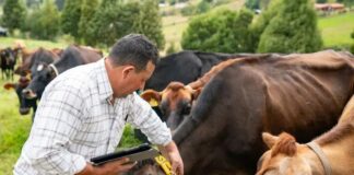 Por gusano barrenador, se suspende el ingreso de animales vivos de EU a México
