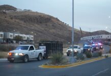 Previene Municipio accidentes al retirar 25 animales mostrencos de la vía pública