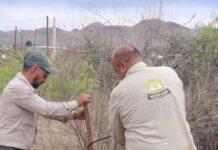 Atiende Desarrollo Urbano del Municipio 150 reportes ambientales y de obra en la ciudad