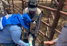 Continúa Gobierno del Estado barrido sanitario para prevenir el GBG en Parral