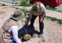 Cumple Marco Bonilla con áreas verdes: mantiene Municipio reforestaciones en la ciudad
