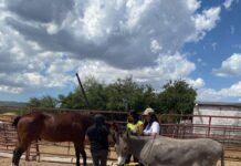 Concluye CEAVE programa “Un respiro entre caballos”, terapia asistida para víctimas de delitos