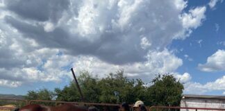 Concluye CEAVE programa “Un respiro entre caballos”, terapia asistida para víctimas de delitos