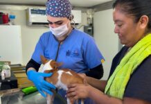 Esterimóvil del Municipio fortalece la atención al sur de la ciudad con esterilizaciones gratuitas en Sierra Azul