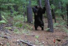 Monitorea Conanp comportamiento del oso negro en Ejido El Largo en Madera