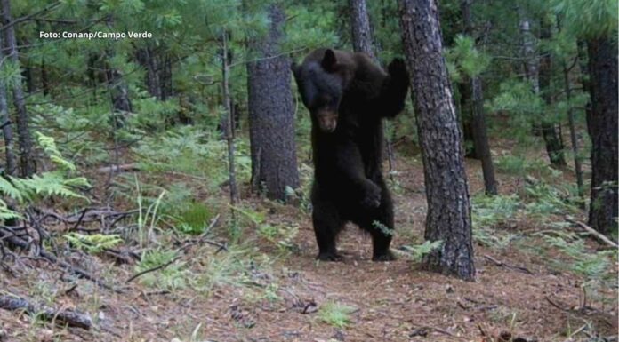 Monitorea Conanp comportamiento del oso negro en Ejido El Largo en Madera