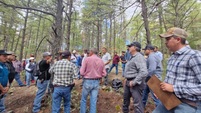 sanidad forestal conafor