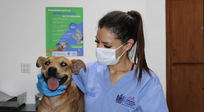 Protege su salud: promueve Municipio la esterilización responsable de perros y gatos