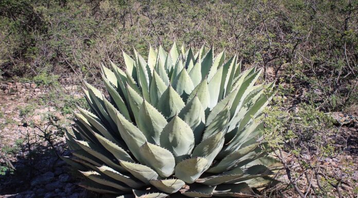 Llama Municipio a proteger plantas nativas; extracción afecta sustentabilidad de la ciudad