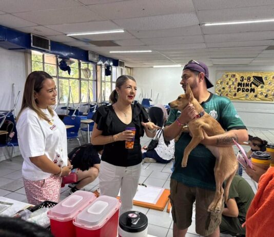 Gestiona Rosana Díaz jornada masiva de esterilización; atienden a 419 perros y gatos en Ciudad Juárez