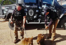Asegura AEI Zona Centro 2 osos negros en El Oasis, Ojinaga