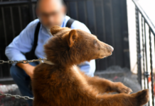Rescata Profepa dos oseznos desnutridos y con garrapatas de domicilio de Ojinaga