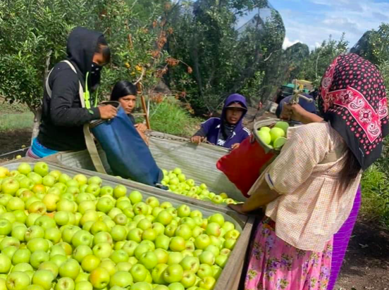produccion de manzana en chihuahua