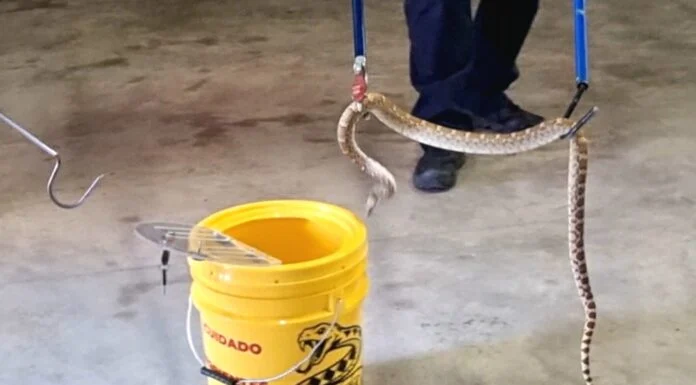 ¡Protege tu hogar! Bomberos llama a prevenir la presencia de animales ponzoñosos